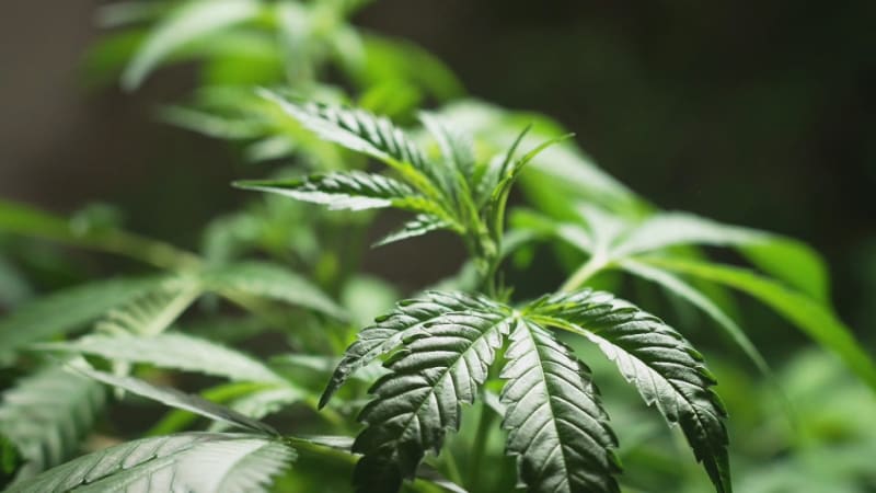 Domácí pěstování konopí je v Česku nově legální. Zákon má ale bizarní háčky