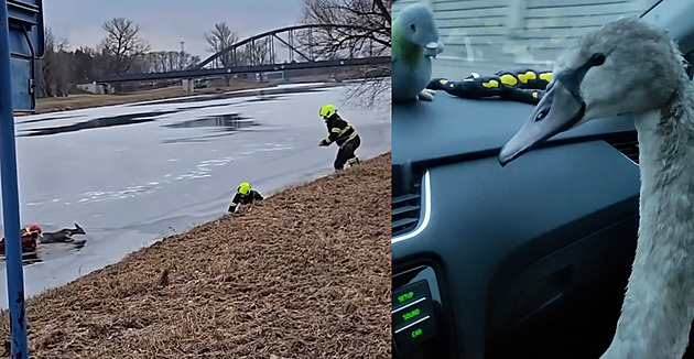 Zvířata v nouzi. Pod srnkou se prolomil led, podchlazená labuť potřebovala zahřát