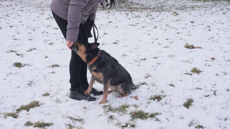 Tuhé mrazy ohrožují i některé pejsky. Co je důležité vědět a jak mazlíčka chránit?