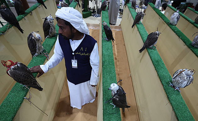 Z Británie mizí mláďata sokolů. Stopa vede na Blízký východ, tvrdí vyšetřování