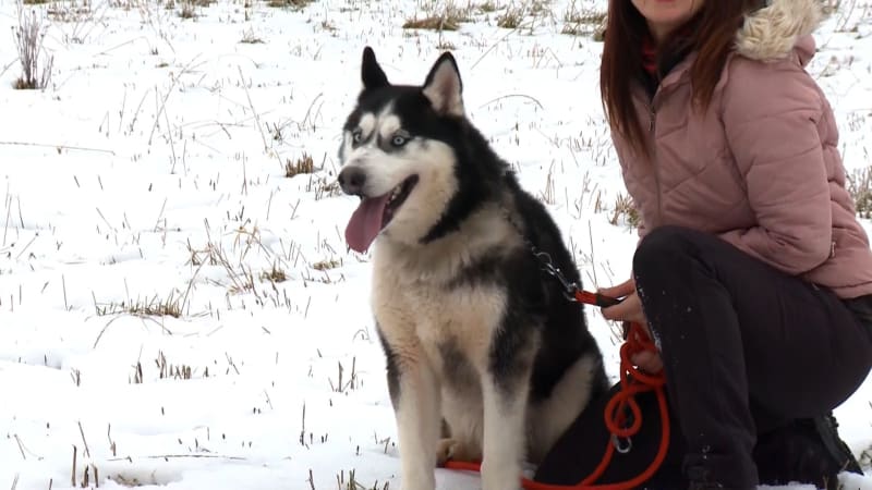 Šťastný konec případu týraného psa z Přimdy: Živořil v mrazech na řetězu, už má nové majitele