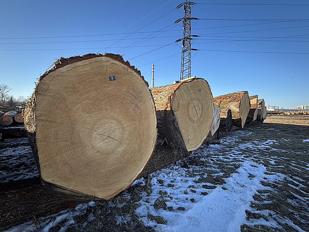 Aukce cenného dříví v Chropyni vynesla více než čtyřicet milionů korun