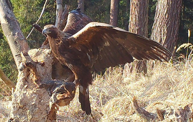 Zabila oblíbenou orlici a přebrala jí teritorium i partnera. Dostala jméno Médea