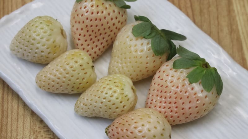 Bílé jahody dobývají Česko: Nezralé nejsou. Mají připomínat chuť jiného ovoce