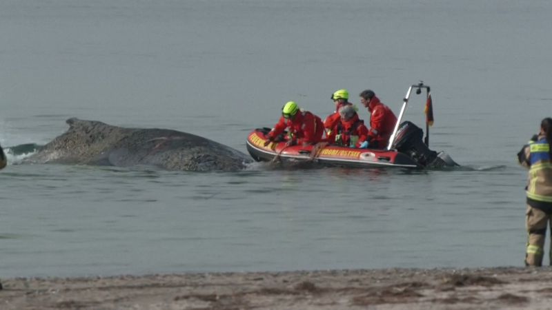 Na mělčině v Baltu uvízl desetimetrový obr. V boji o přežití má velrybě pomoci těžká technika