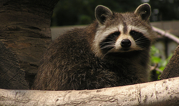 Mývalí zkáza v ostravské zoo. Vetřelci plení škeble a ohrožují další živočichy