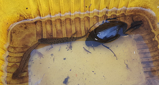 Umělé tůně na Olomoucku obývá největší vodní brouk Evropy, měří až pět centimetrů