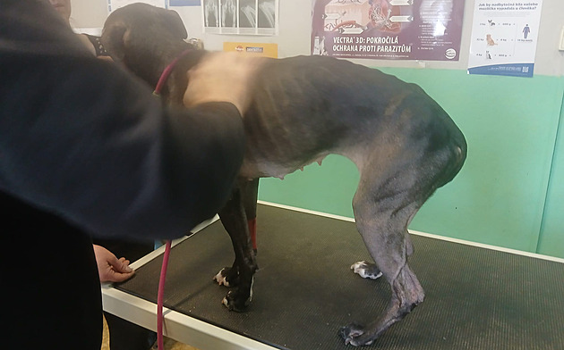 Vyhublé feně a štěňatům byly vidět kosti. Neměl jsem peníze, zdůvodnil to majitel