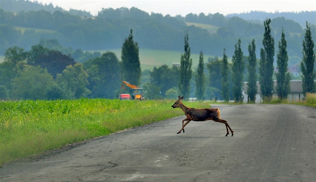 Extrémní riziko na 300 metrech. Srážek se zvěří je u malé obce nezvykle mnoho